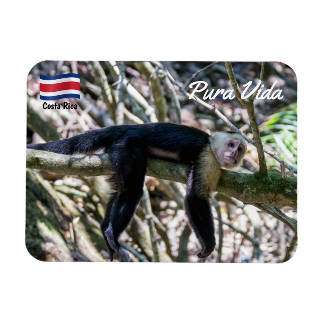 Pura vida for White headed capuchin monkey Magnet (Horizontal)