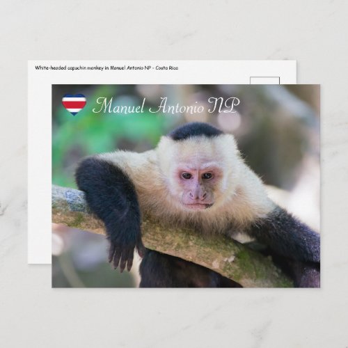 Pura vida for White headed capuchin monkey Postcard