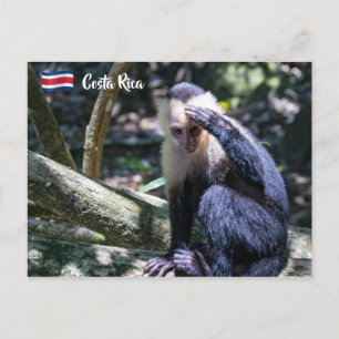 Pura vida for White headed capuchin monkey Postcard