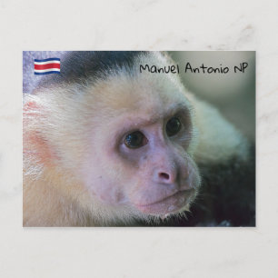 Pura vida for White headed capuchin monkey Postcard