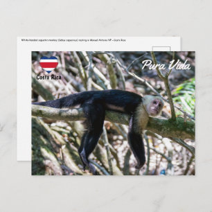 Pura vida for White headed capuchin monkey Postcard