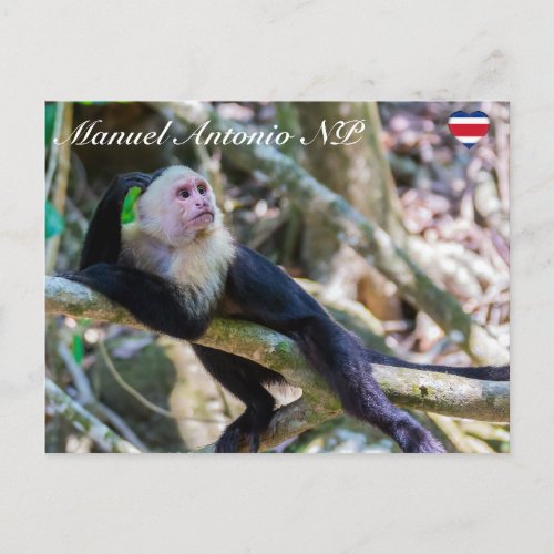 Pura vida for White headed capuchin monkey Postcard