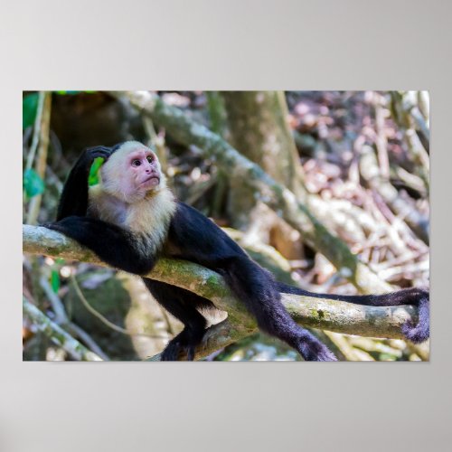 Pura vida for White headed capuchin monkey Poster