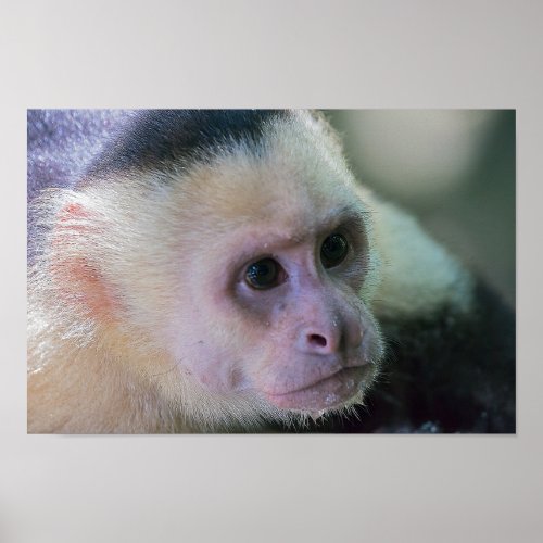 Pura vida for White headed capuchin monkey Poster