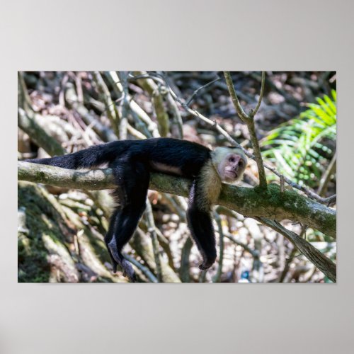 Pura vida for White headed capuchin monkey Poster