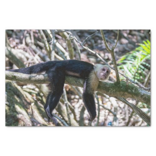 Pura vida for White headed capuchin monkey Tissue Paper