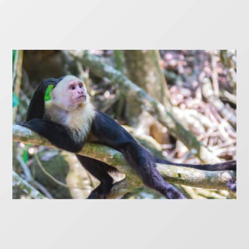 Pura vida for White headed capuchin monkey Window Cling