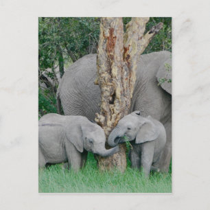 Pure Bliss Postcard