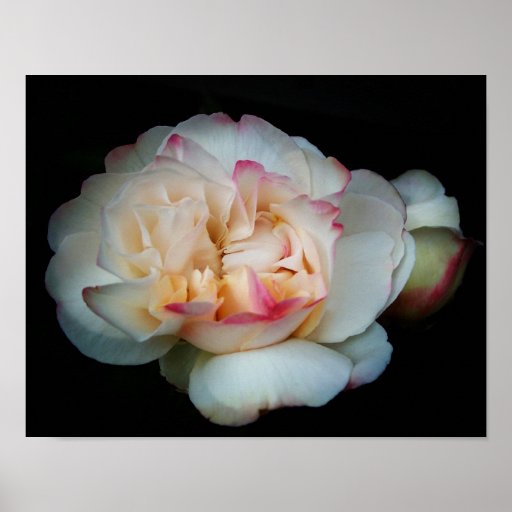 Pure Bliss Rose Poster | Zazzle