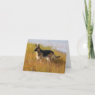 Pure Bred German Shepherd Photo on Note Card