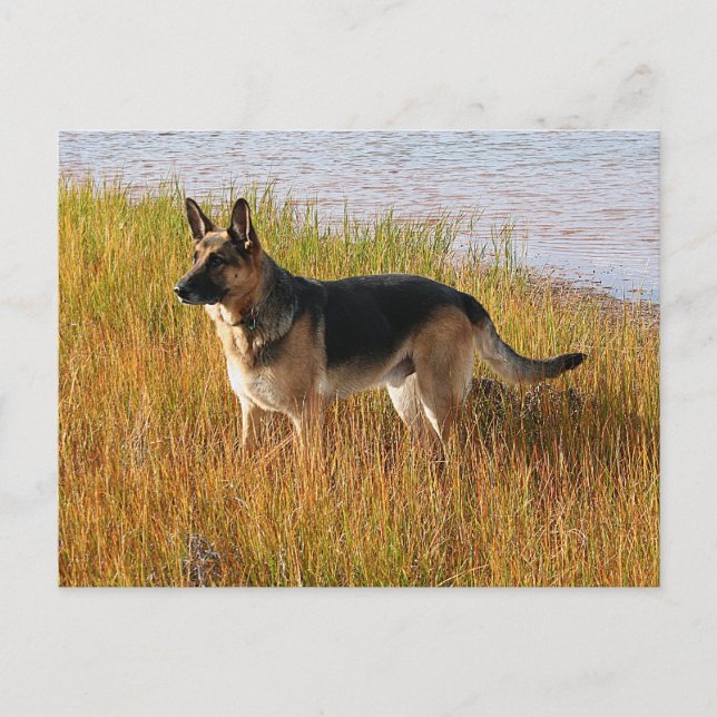 Pure Bred German Shepherd Photo on Postcard (Front)