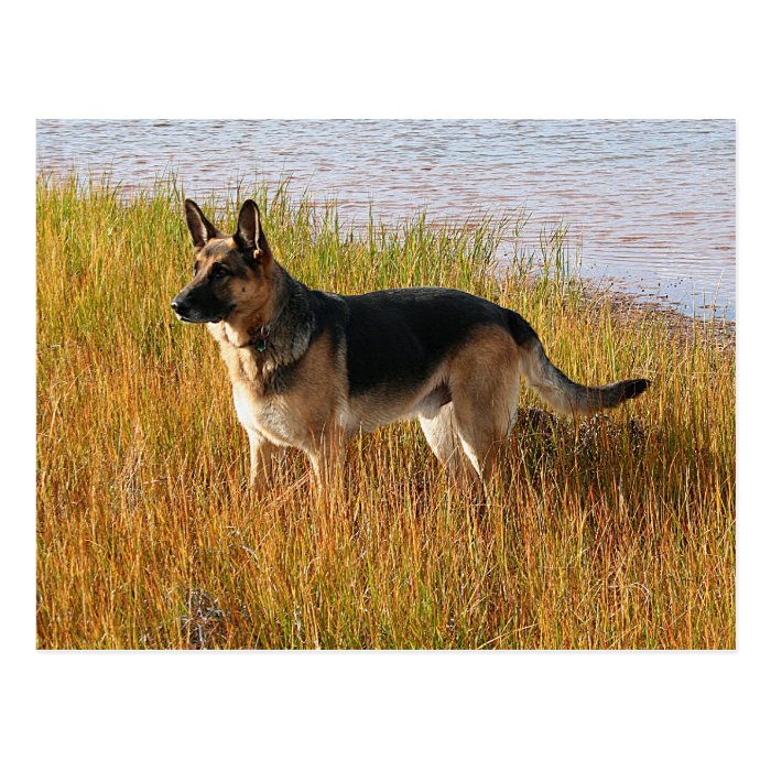 Pure Bred German Shepherd Photo on Postcard