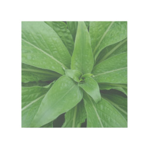 Pure Green 12" x 12" Gallery Wrap