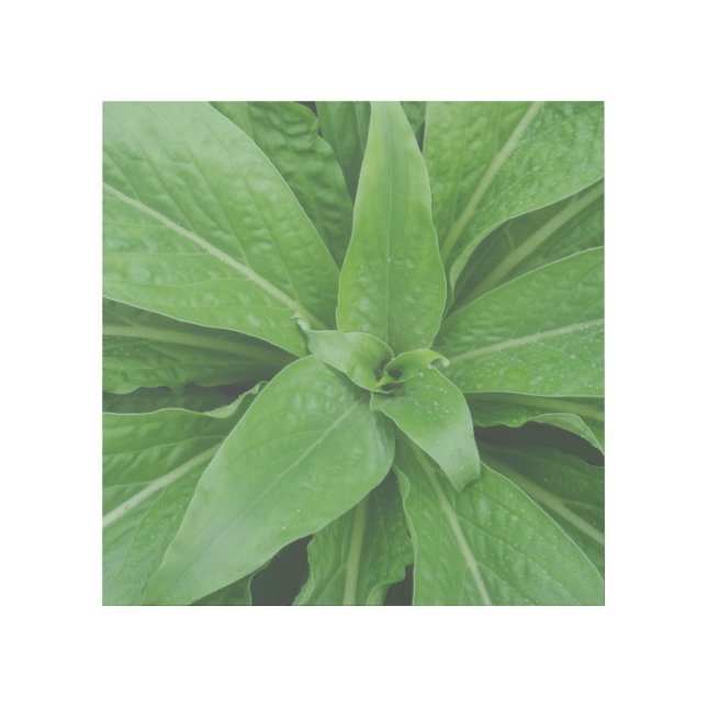 Pure Green 12" x 12" Gallery Wrap (Front)