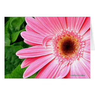 Pure Pink Cards