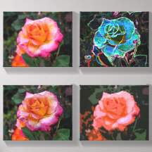 Pure Poetry Roses