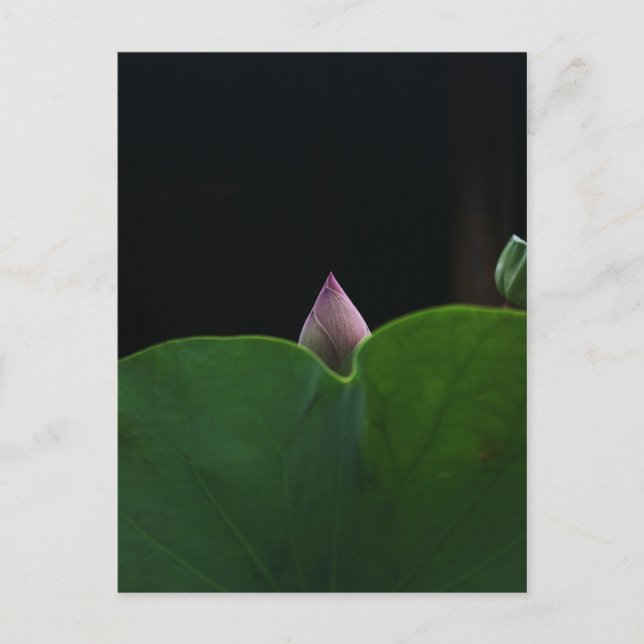 Pure Postcard (Front)