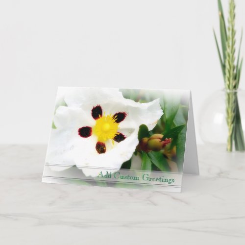 Pure White  Bright Blossom flower Greeting Card