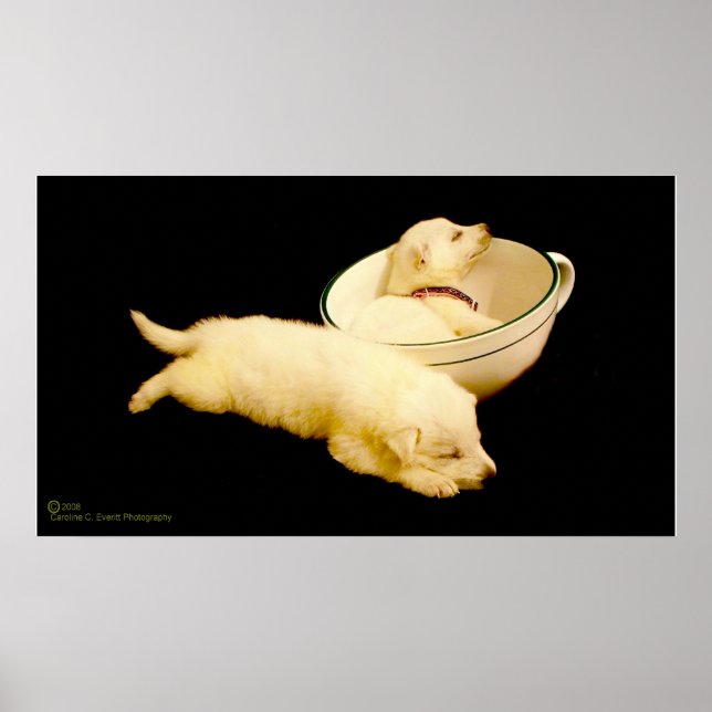 Pure White German Shepherd Puppies Poster (Front)