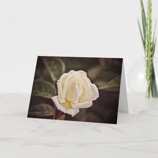 Pure White Rose Art Note Card (Front)