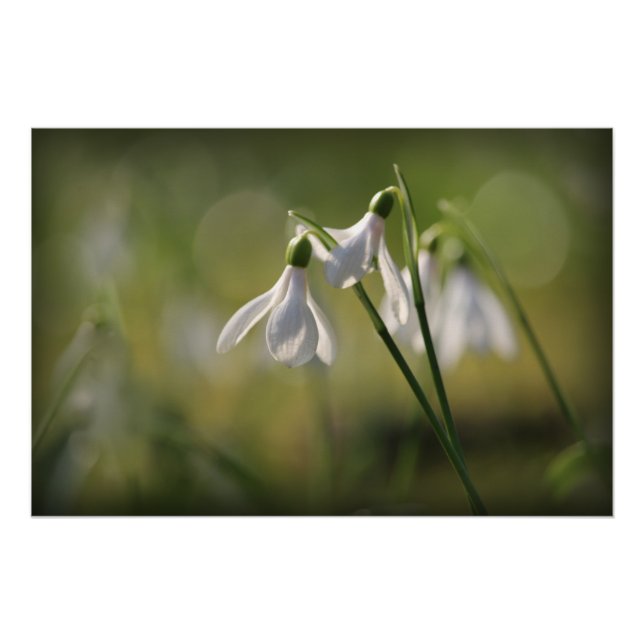 Pure White Snowdrops in Spring Poster (Front)