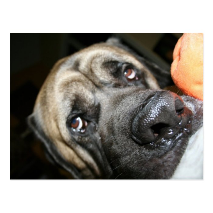 Purebred English Mastiff Photo Postcards