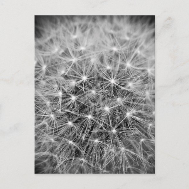 purebred postcard (Front)