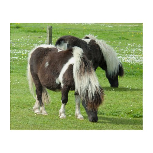 Purebred Shetland Paint Ponies Acrylic Print