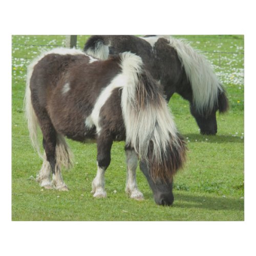 Purebred Shetland Paint Ponies Faux Canvas Print