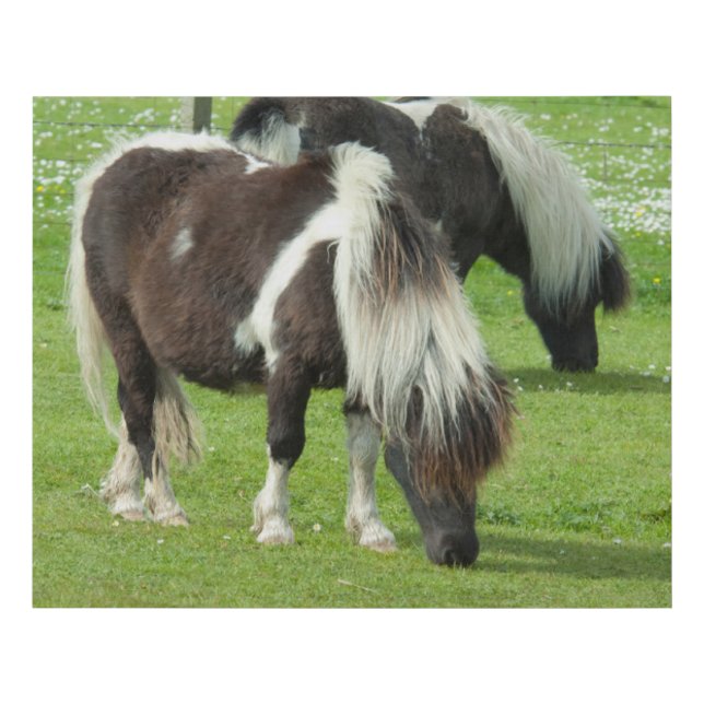 Purebred Shetland Paint Ponies Faux Canvas Print (Front)