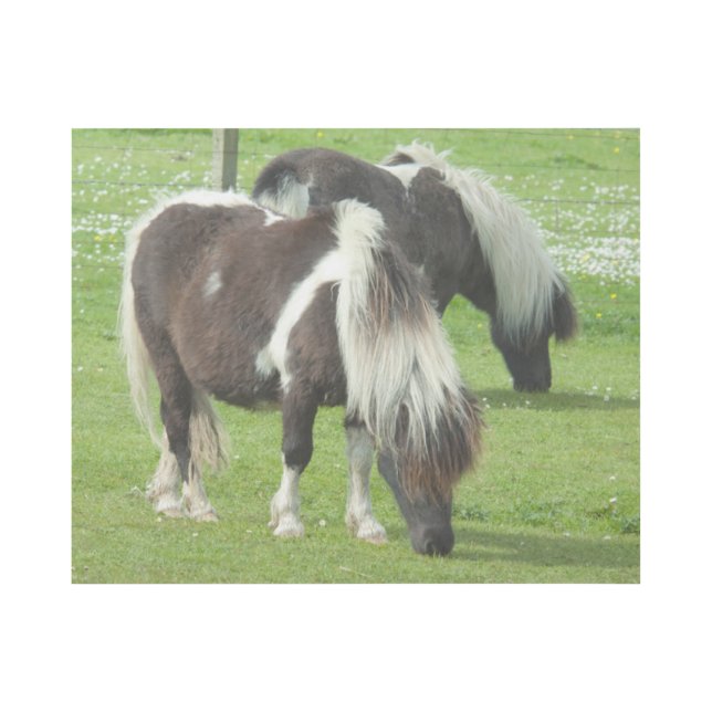 Purebred Shetland Paint Ponies Gallery Wrap (Front)
