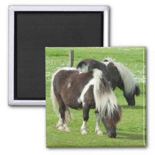 Purebred Shetland Paint Ponies Magnet