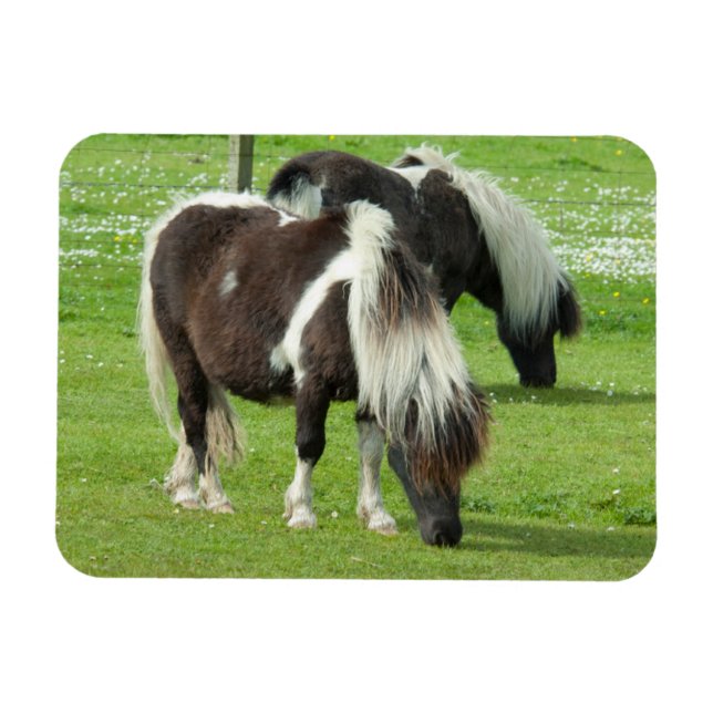 Purebred Shetland Paint Ponies Magnet (Horizontal)