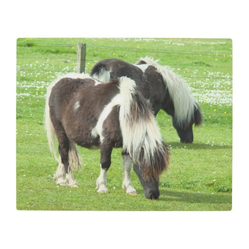 Purebred Shetland Paint Ponies Metal Print