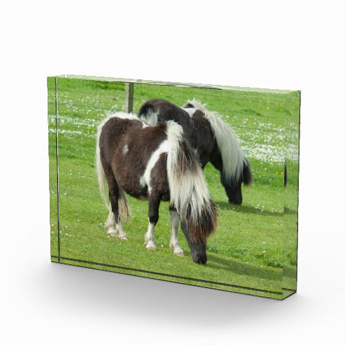 Purebred Shetland Paint Ponies Photo Block