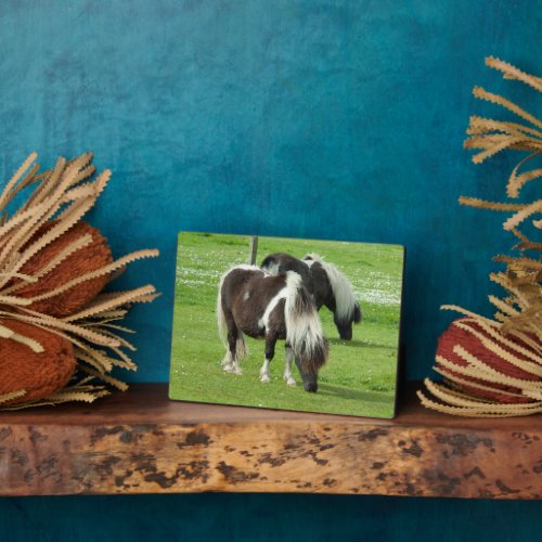 Purebred Shetland Paint Ponies Plaque