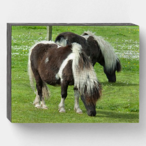 Purebred Shetland Paint Ponies Wooden Box Sign