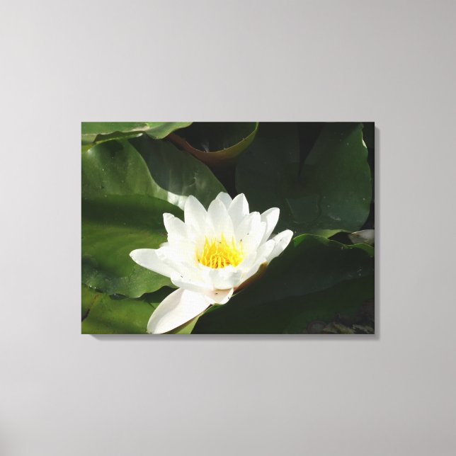 Purity Water Lilly, Lotus Photography  Wall Art (Front)