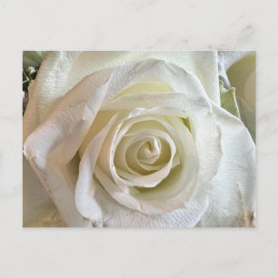 Purity White Rose Postcard