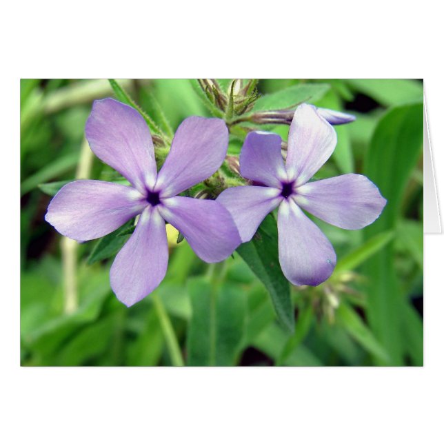 Purple (Front Horizontal)