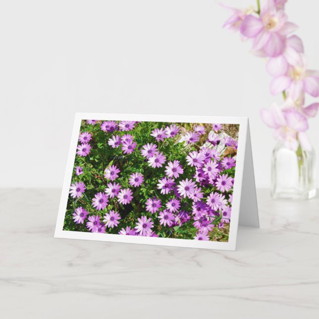 Purple African Daisies Card (Orchid)