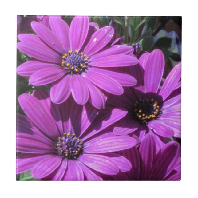 Purple African Daisies Ceramic Tile (Front)
