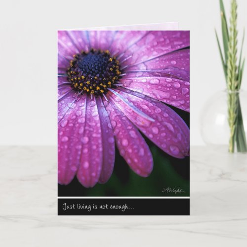 Purple African Daisy by Anna Wight Card