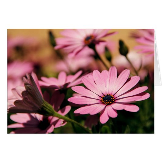 Purple African Daisy Cards (Front Horizontal)