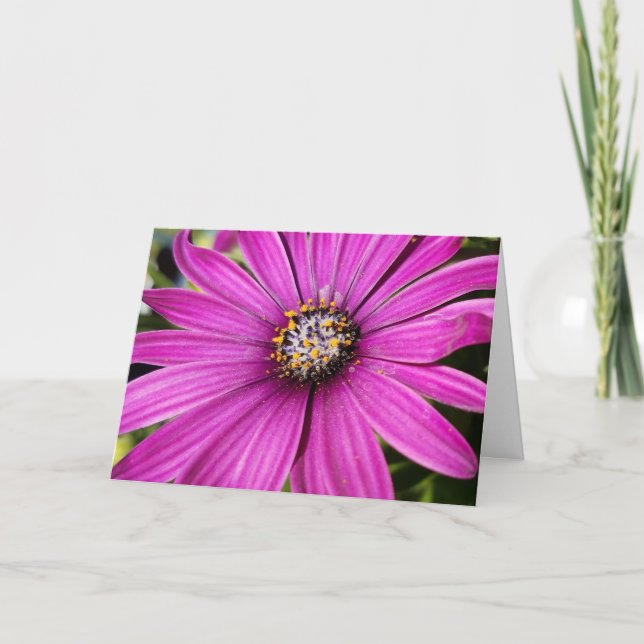 Purple African Daisy Close-Up Photo Card (Front)