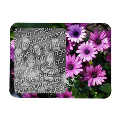 Purple African Daisy Flowers Frame Add Your Photo Magnet