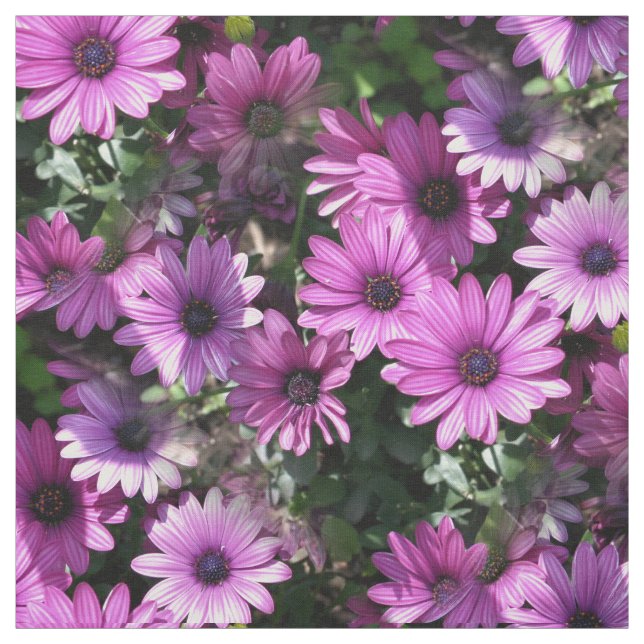 Purple African Daisy Flowers Nature Floral Pattern Fabric (Swatch)