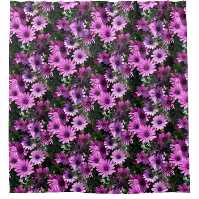 Purple African Daisy Flowers Nature Pattern  Shower Curtain (Front)