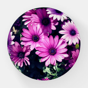 Purple African Daisy Flowers Paperweight