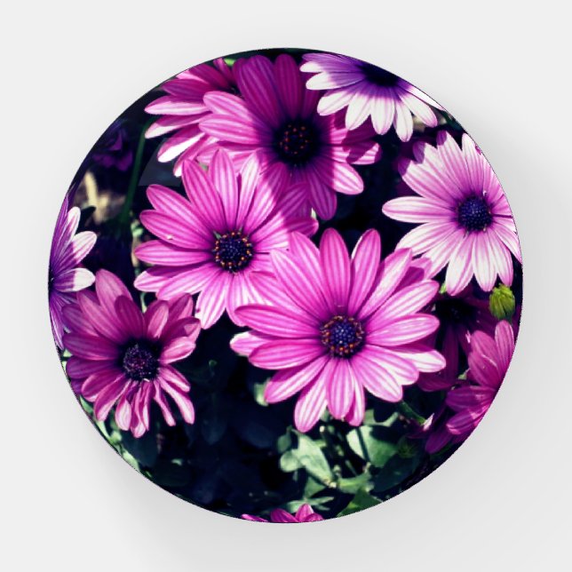 Purple African Daisy Flowers  Paperweight (Front)